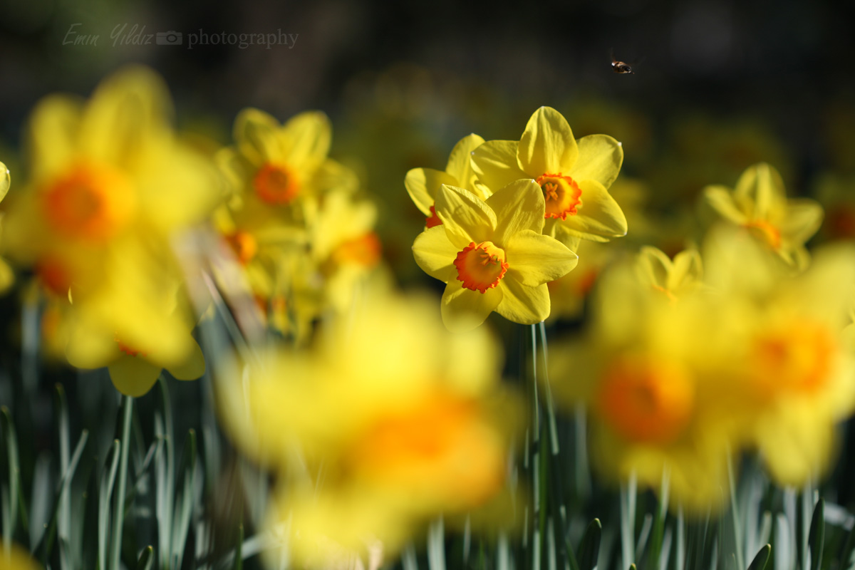 Frühling anfang...