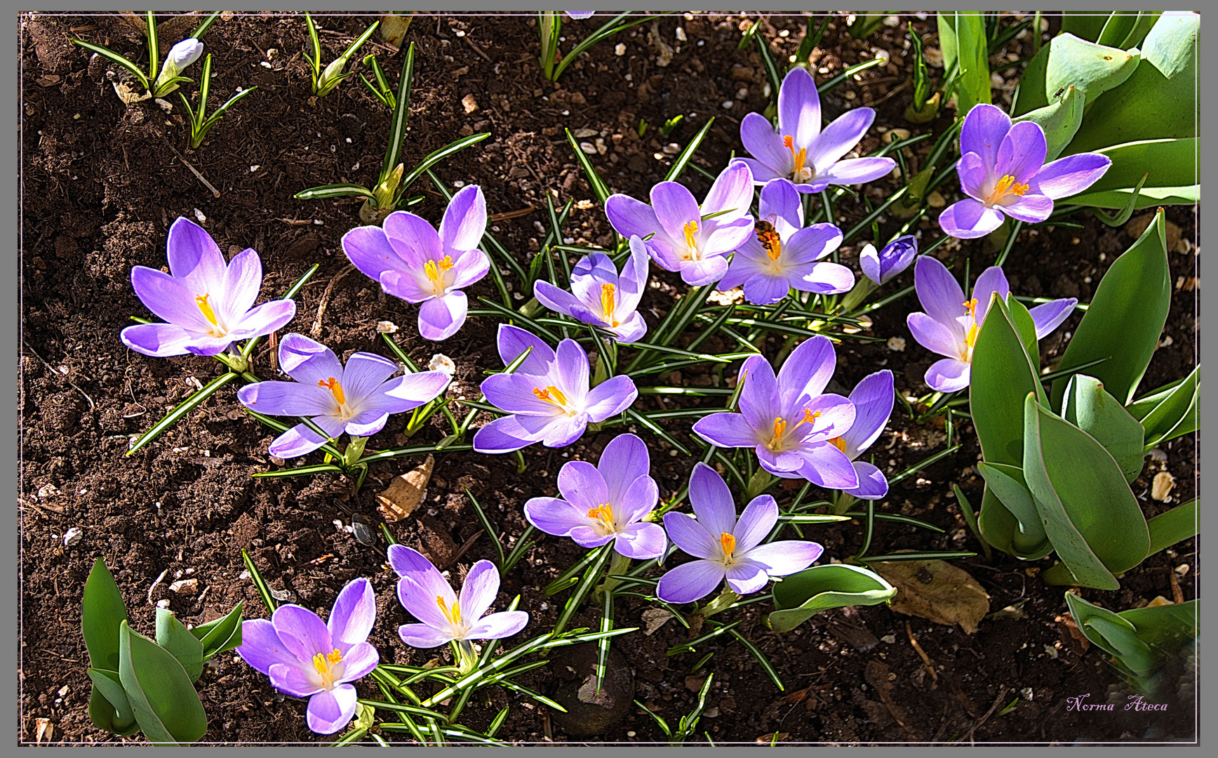    Frühling Anfang Zuhause