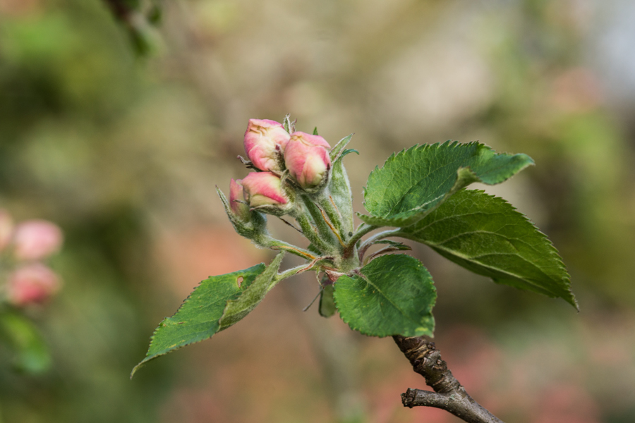 Frühling antik