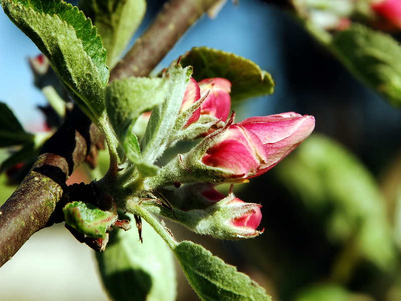 Frühling - Apfelblüte