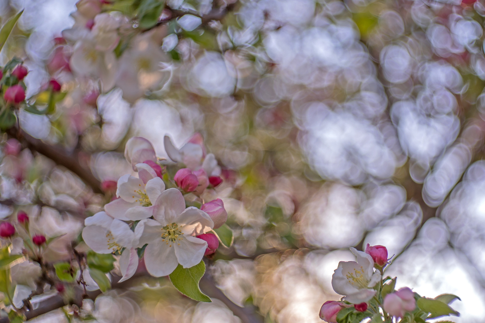 - Frühling atmen -