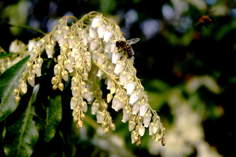 Frühling auch bei den Bienen