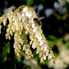 Frühling auch bei den Bienen