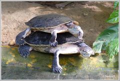 Frühling - auch bei den Schildkröten -