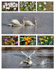 frühling auch bei den schwänen