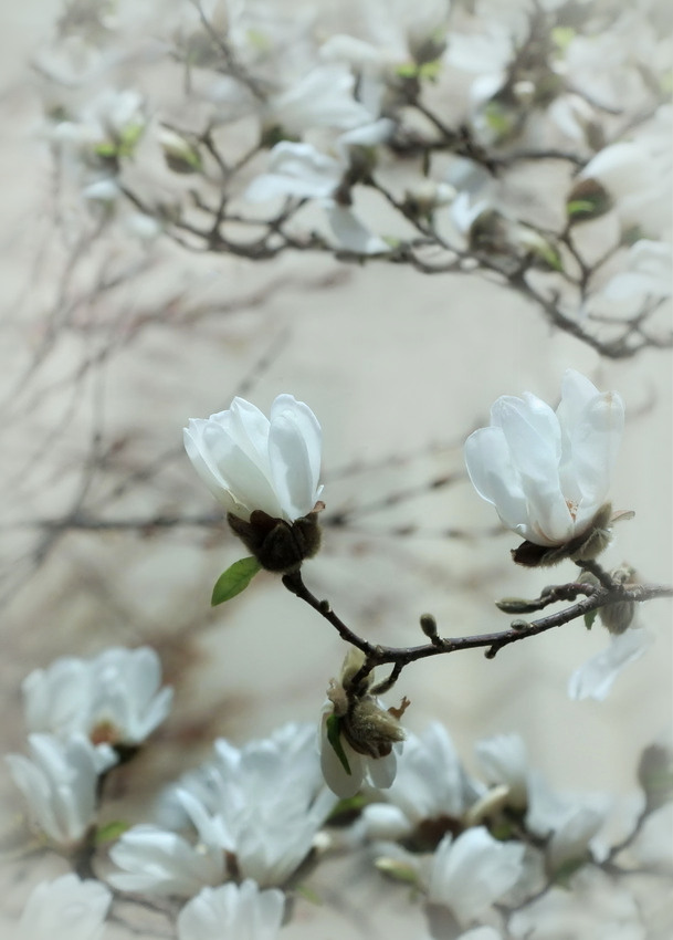 Frühling! Auch bei uns gibt es weiße Ostern...