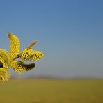 Frühling auch beim Pfäzer vor der Haustür, heute hatten wir 18 Grad.