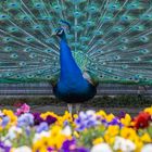 Frühling auch beim Pfau