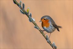 Frühling,,, auch beim Rotkehlchen