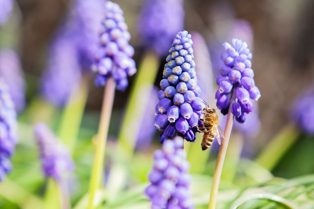 Frühling - auch die Bienen freuen sich