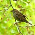 Frühling - auch für die Vögel