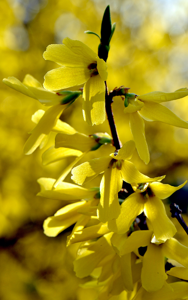 Frühling auch im Dorf an der Sonne " Hauingen " 1.