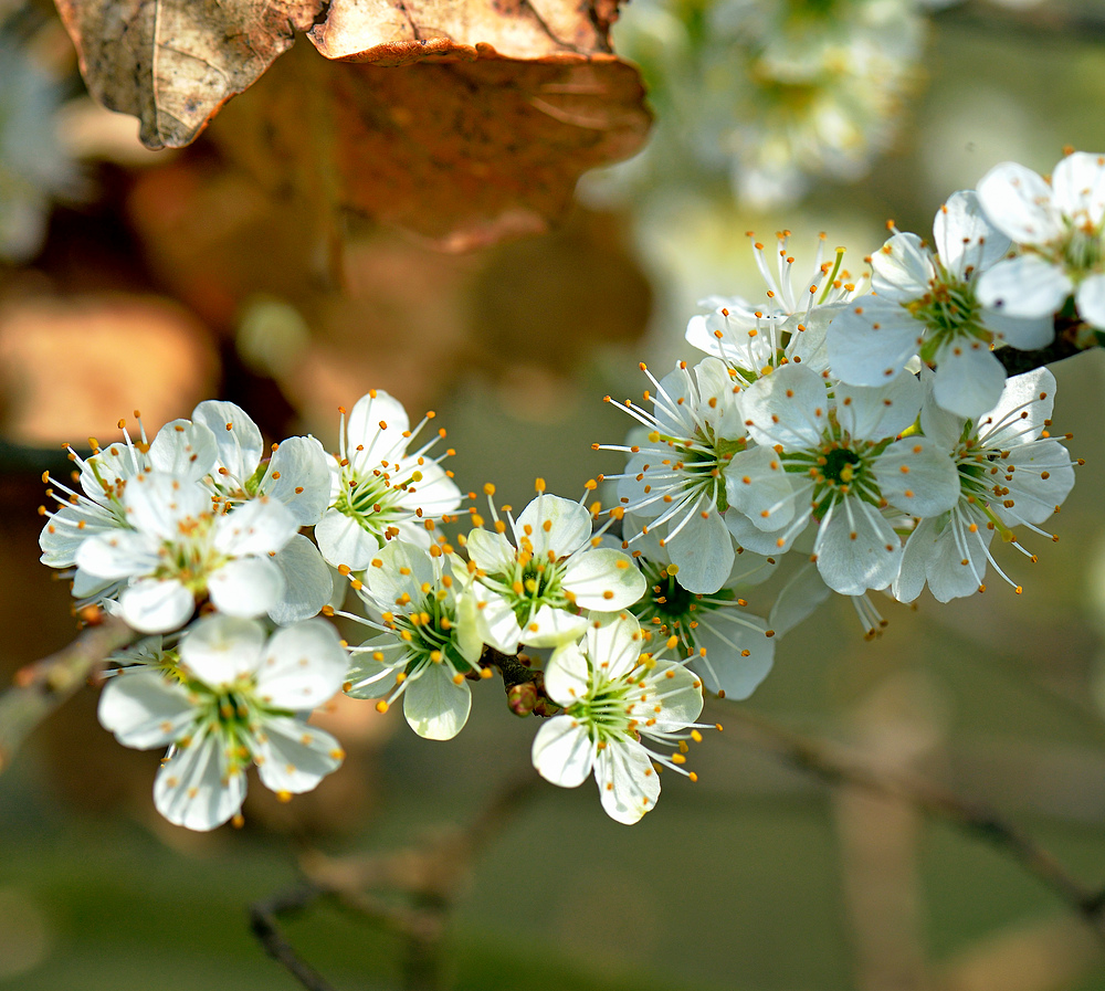 Frühling auch im Dorf an der Sonne " Hauingen " 2.