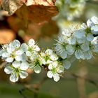 Frühling auch im Dorf an der Sonne " Hauingen " 2.