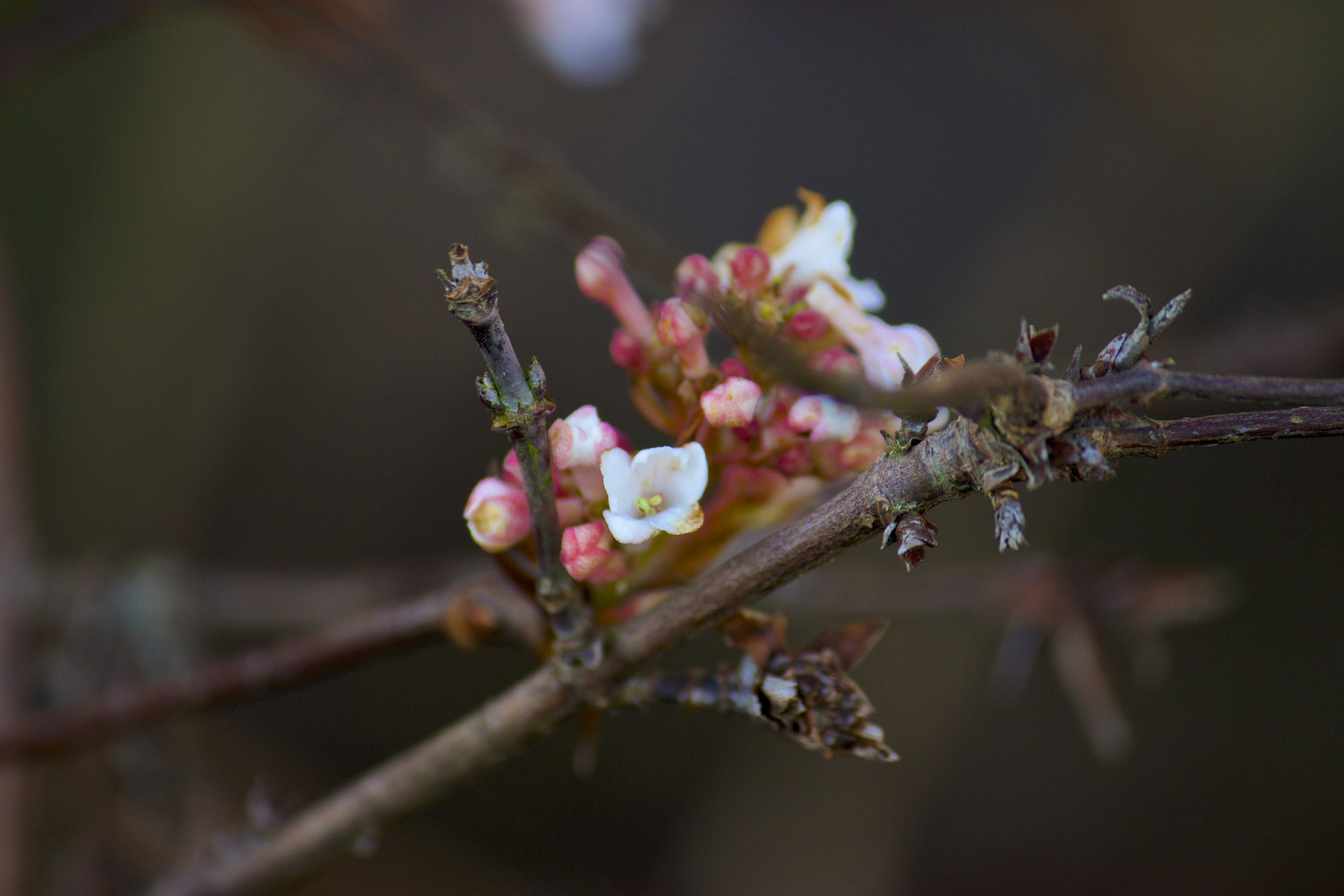 Frühling auch im Winter