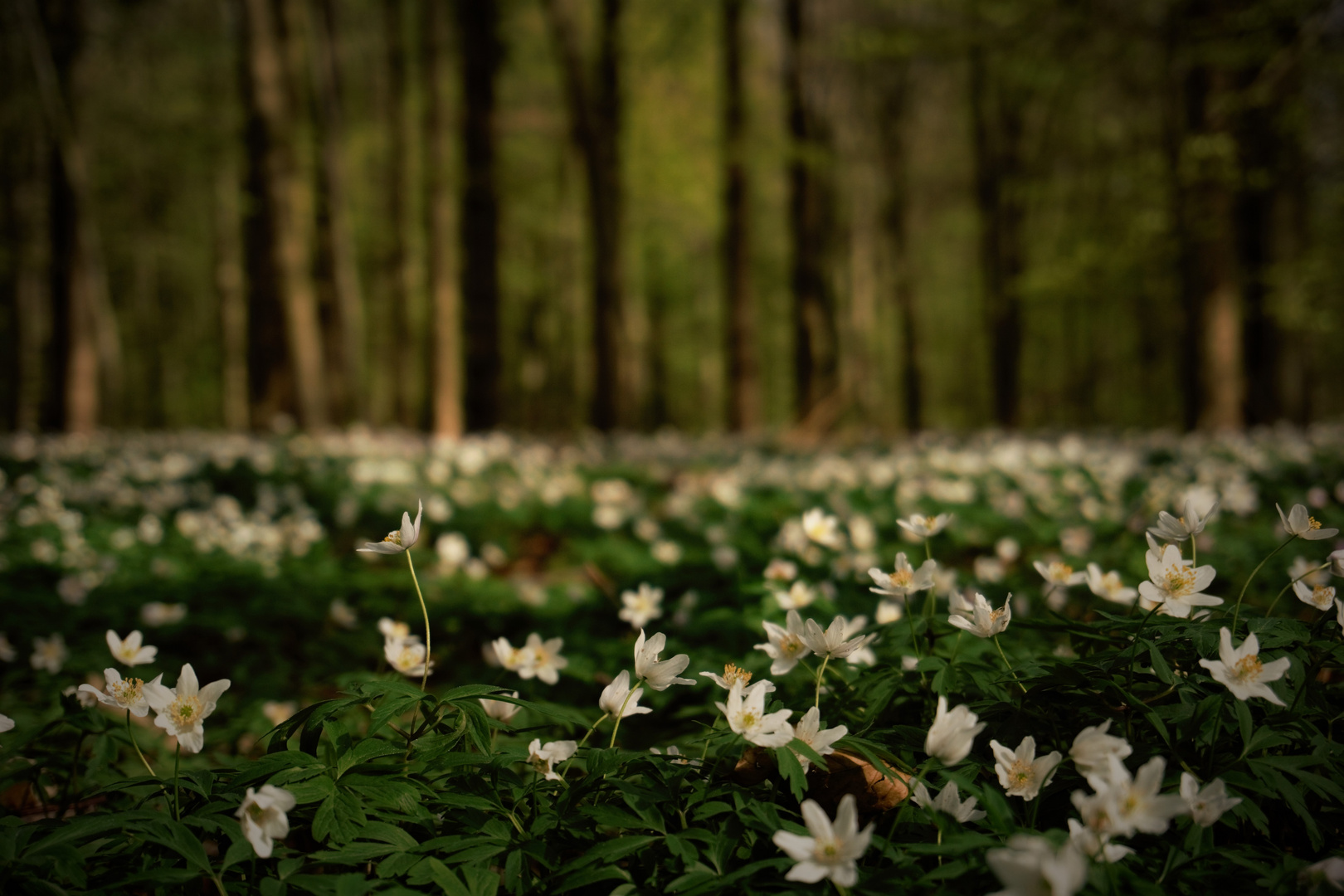 Frühling auch in den Wäldern