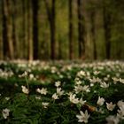 Frühling auch in den Wäldern