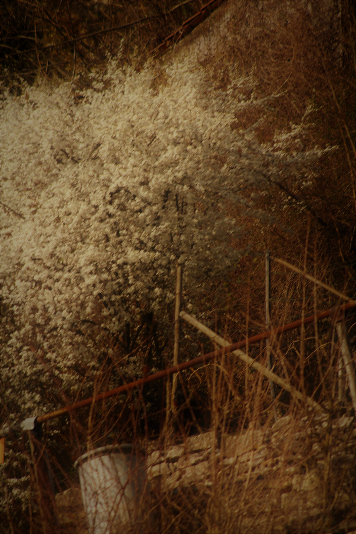 Frühling auch in den Weinbergen