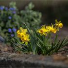 Frühling auch in meinem Garten