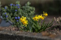 Frühling auch in meinem Garten