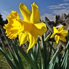 Frühling auch in Schwarzwald