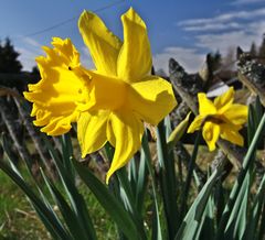 Frühling auch in Schwarzwald