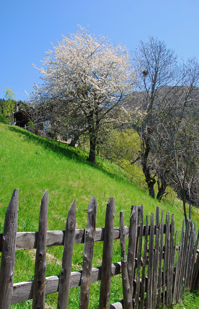 Frühling auf 1400m