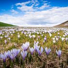 Frühling auf 1800 Meter