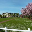 Frühling auf Amrum