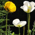 Frühling auf Balkonien