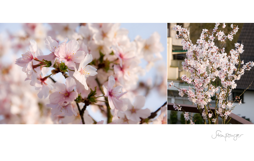 Frühling auf Balkonien