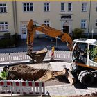 Frühling auf Balkonien II