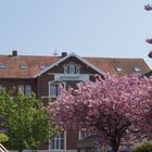 Frühling auf Borkum