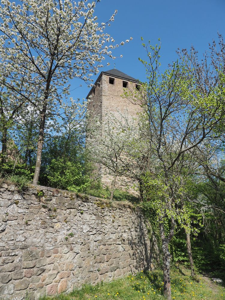 Frühling auf Burg Lichtenberg