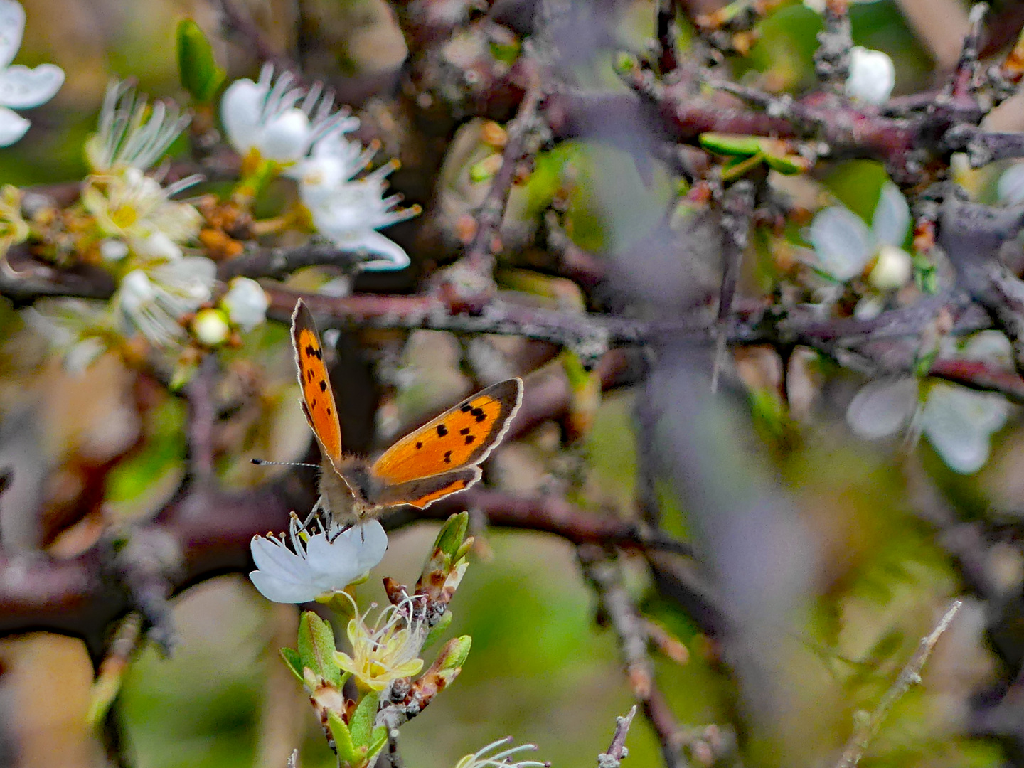 Frühling auf Cap Sizun