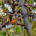 Frühling auf Cap Sizun