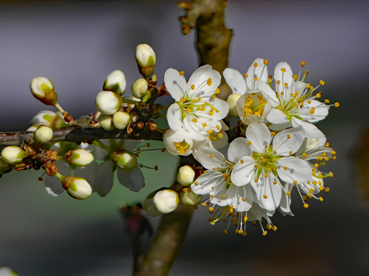 Frühling auf Cap Sizun