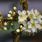 Frühling auf Cap Sizun