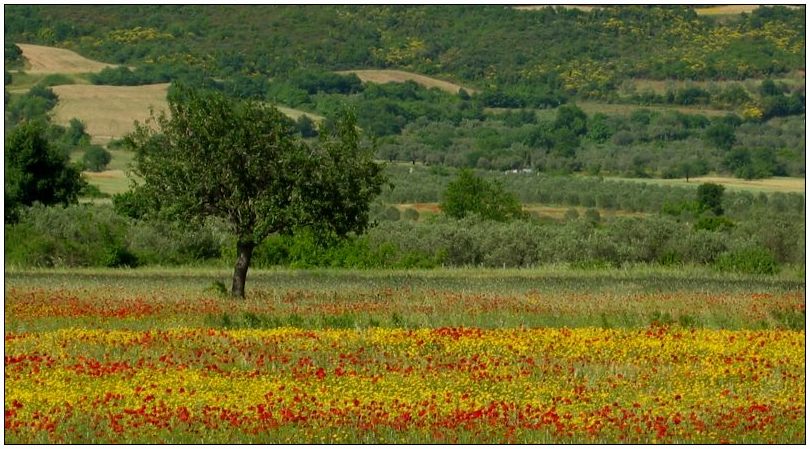 Frühling auf Chalkidiki