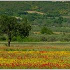 Frühling auf Chalkidiki