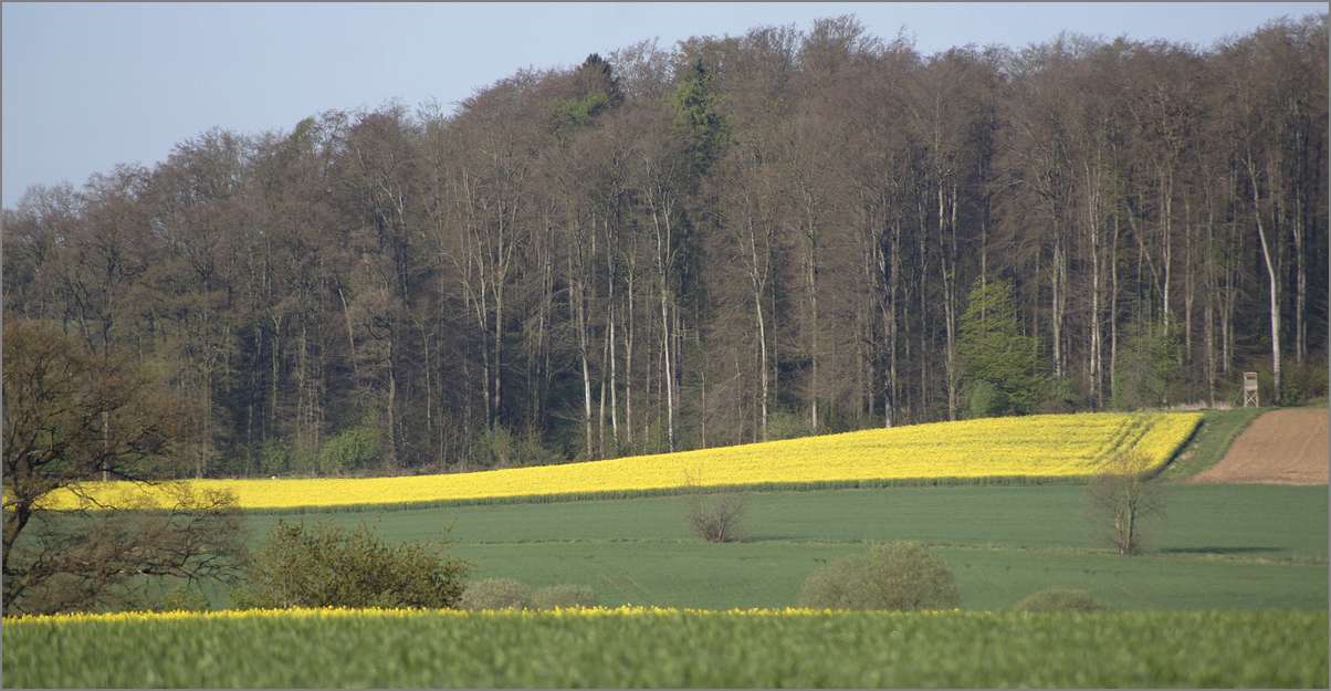 Frühling auf dem Acker.