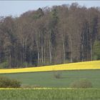 Frühling auf dem Acker.