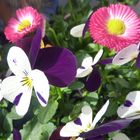 Frühling auf dem Balkon