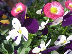 Frühling auf dem Balkon