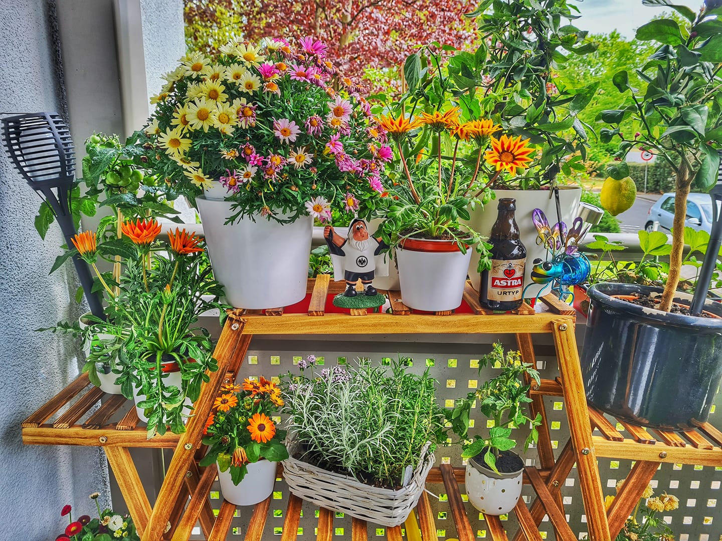 Frühling auf dem Balkon 