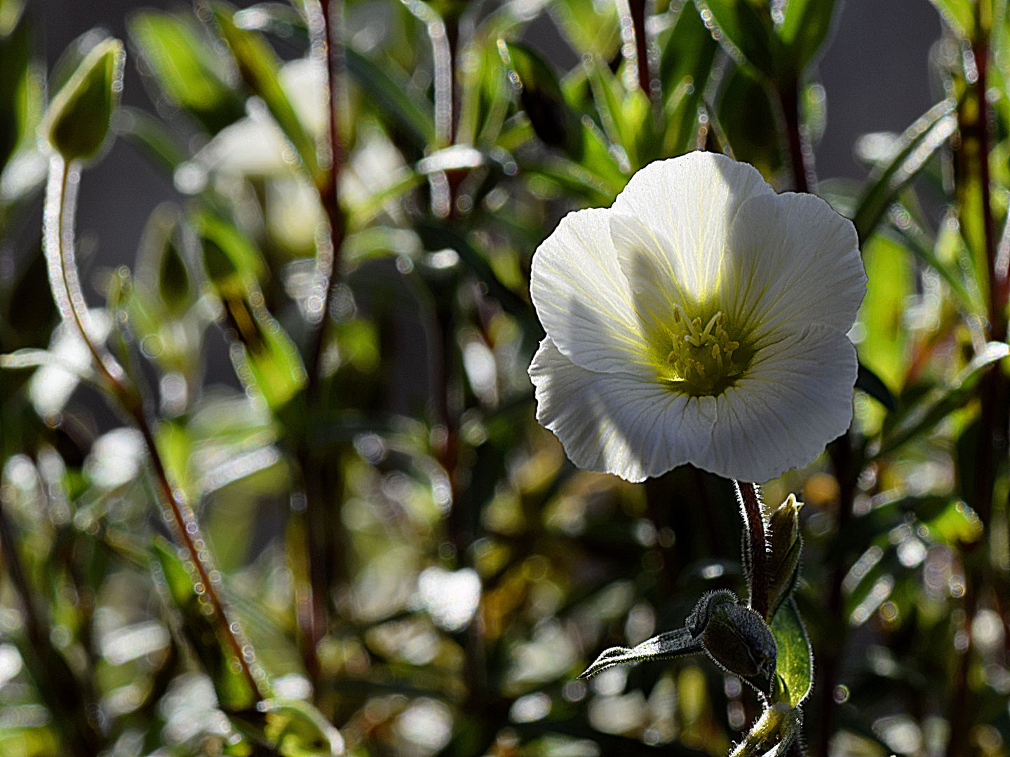 Frühling auf dem Balkon