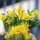 Frühling auf dem Balkon