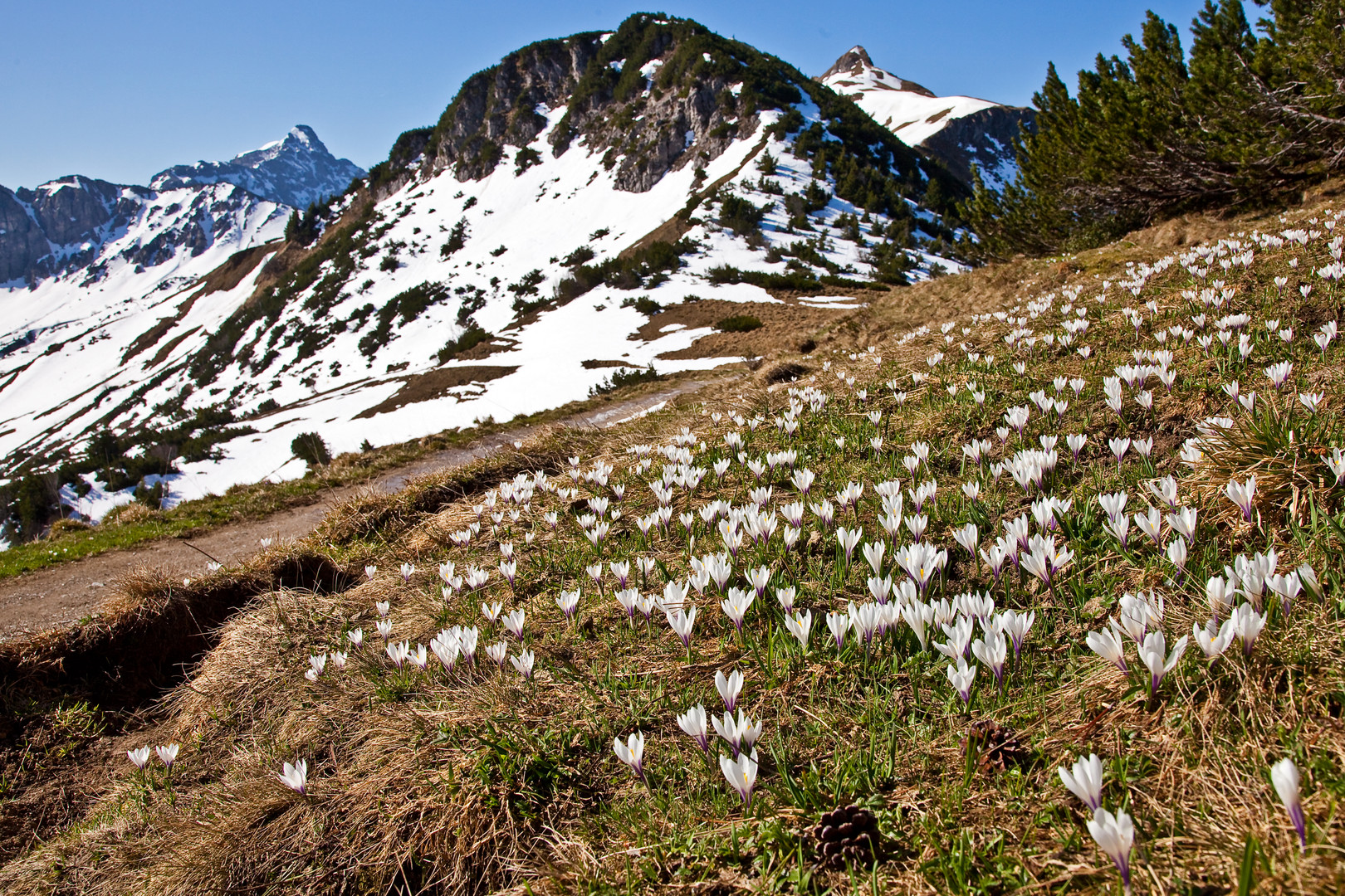 Frühling auf dem Berg 1