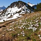 Frühling auf dem Berg 1