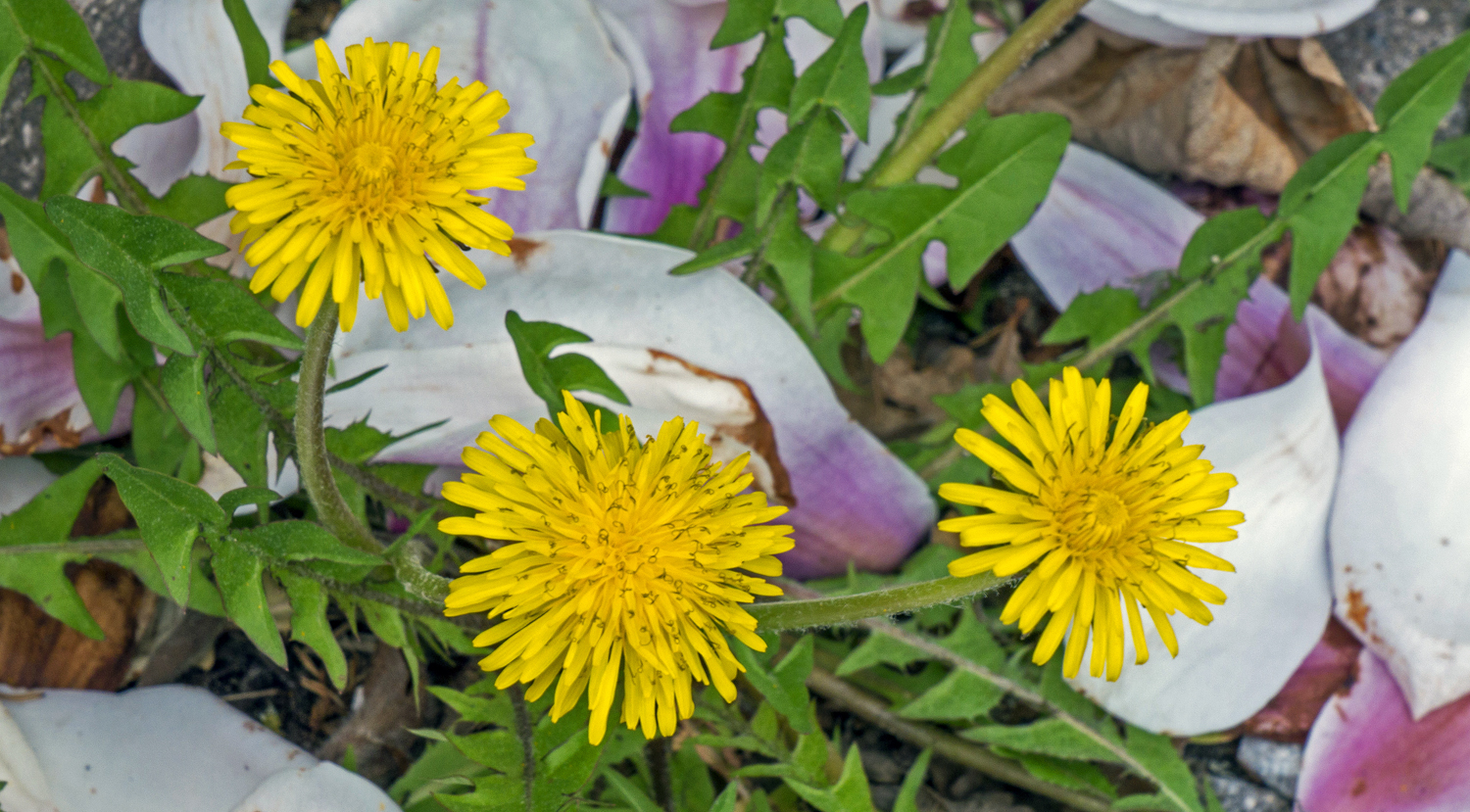 Frühling auf dem Bürgersteig